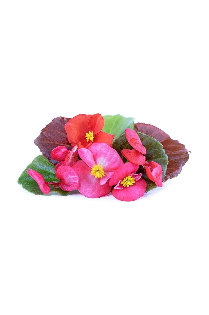 Вставка з насінням Veritable Begonia