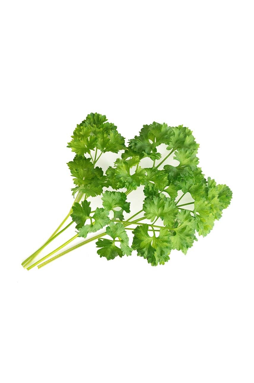 Вставка з насінням Veritable Curly Parsley