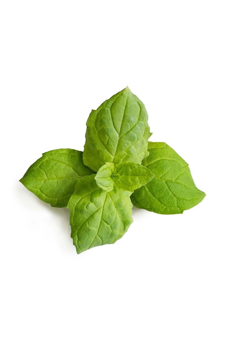 Купити Вставка з насінням Veritable Moroccan Mint – головне зображення