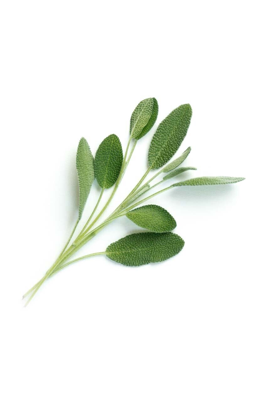 Вставка з насінням Veritable Sage