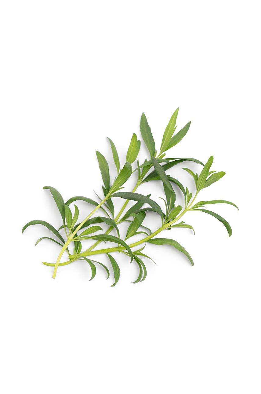 Вставка з насінням Veritable Hyssop