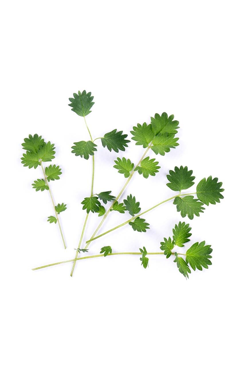 Вставка з насінням Veritable Salad Burnet