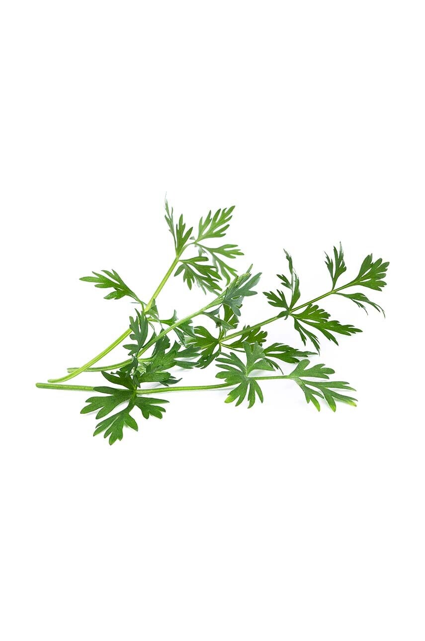 Вставка з насінням Veritable Caraway