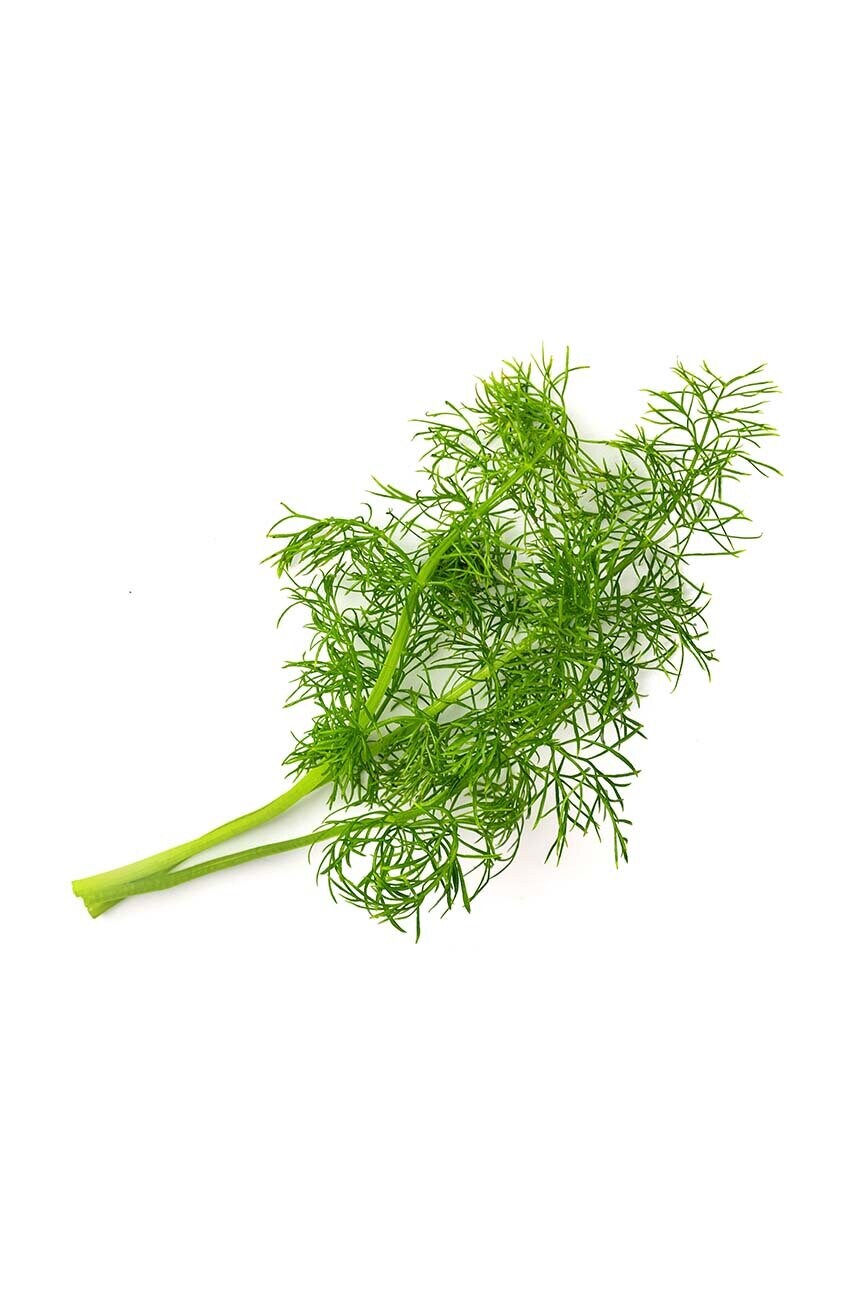 Вставка з насінням Veritable Fennel