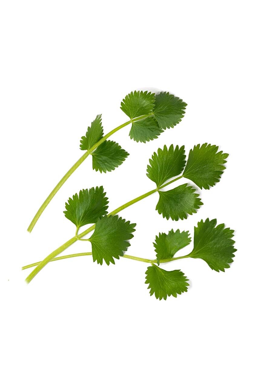 Вставка з насінням Veritable Green Anise