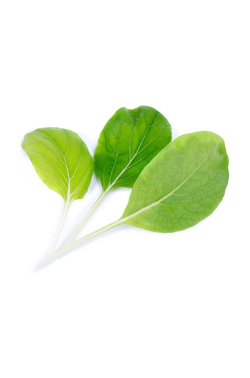 Вставка з насінням Veritable Bok Choy