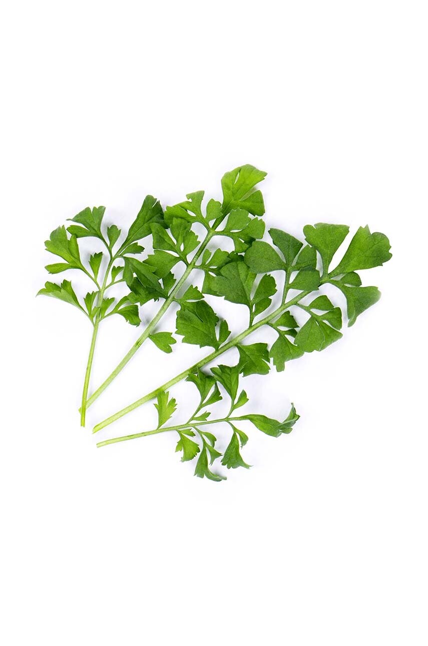 Вставка з насінням Veritable Watercress
