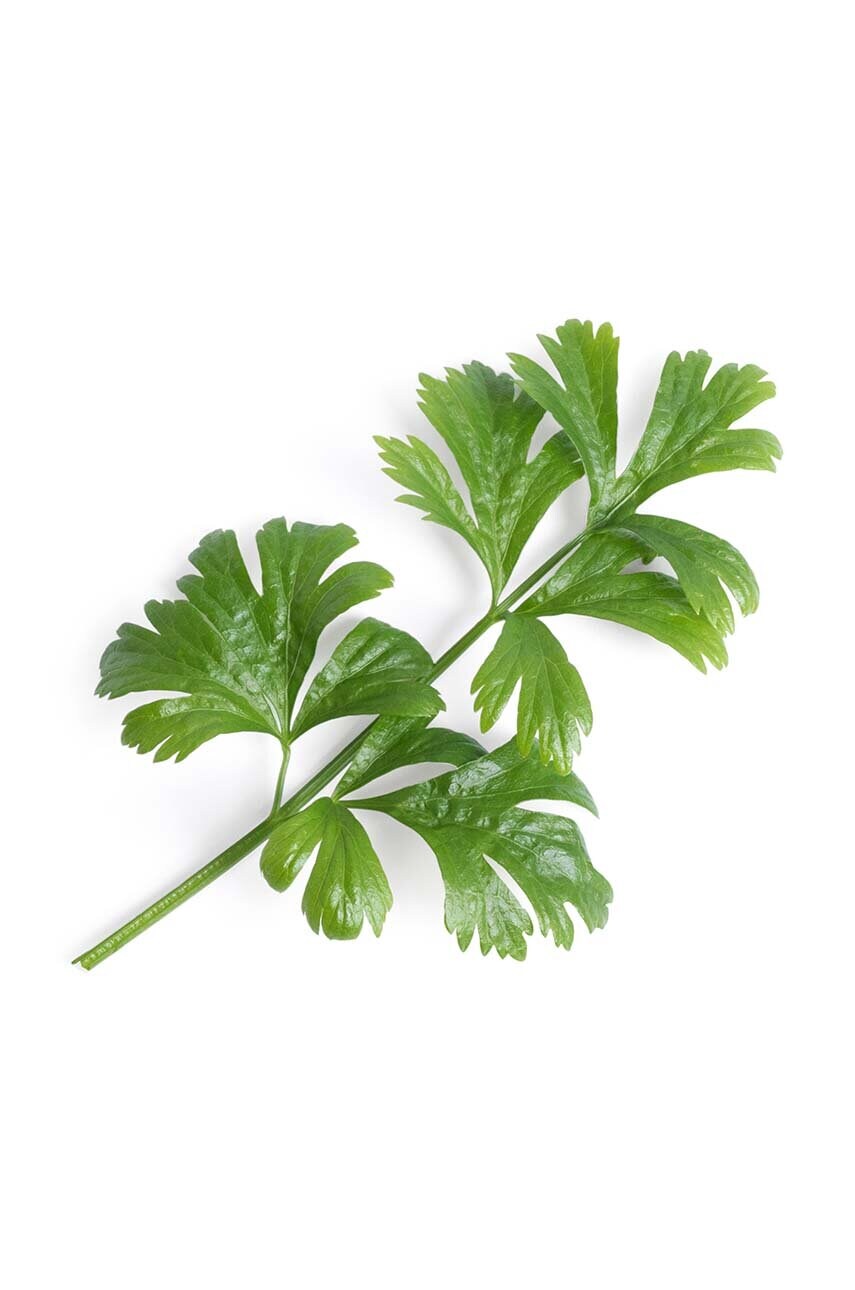 Вставка з насінням Veritable Celery