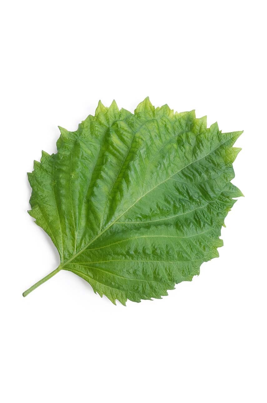 Вставка з насінням Veritable Green Shiso