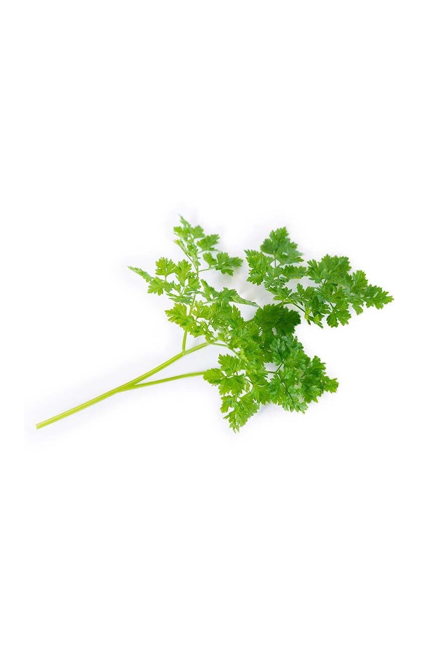 Вставка з насінням Veritable Chervil