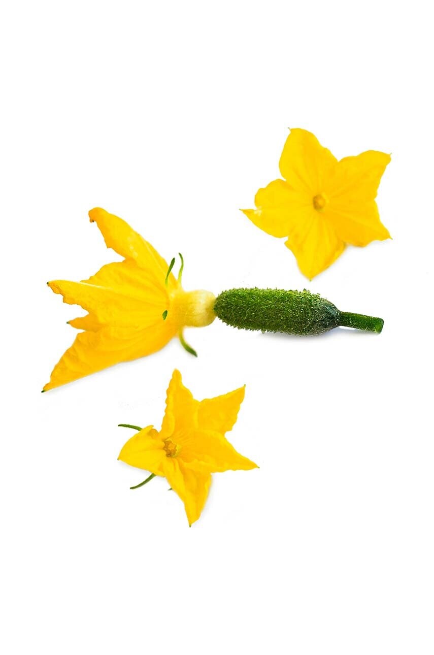 Вставка з насінням Veritable Pickle Flower