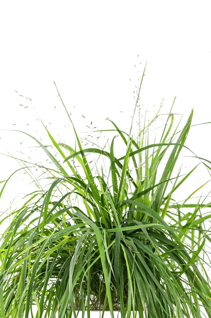 Вставка з насінням Veritable Love Grass