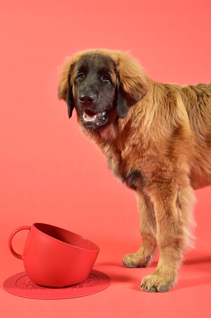 Миска для собаки United Pets Cup Dog