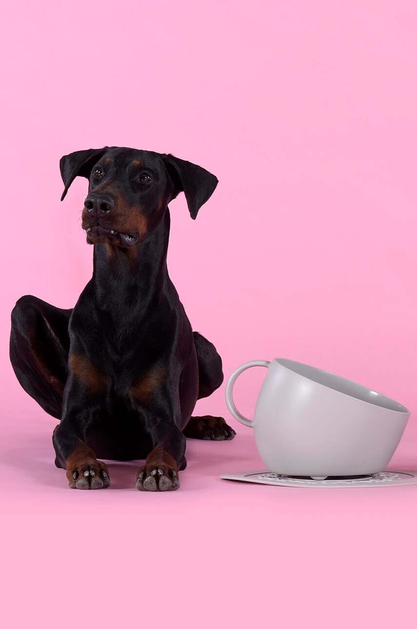 Миска для собаки United Pets Cup Dog