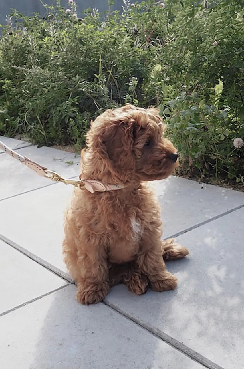 Нашийник для собаки OYOY Perry Dog Collar S