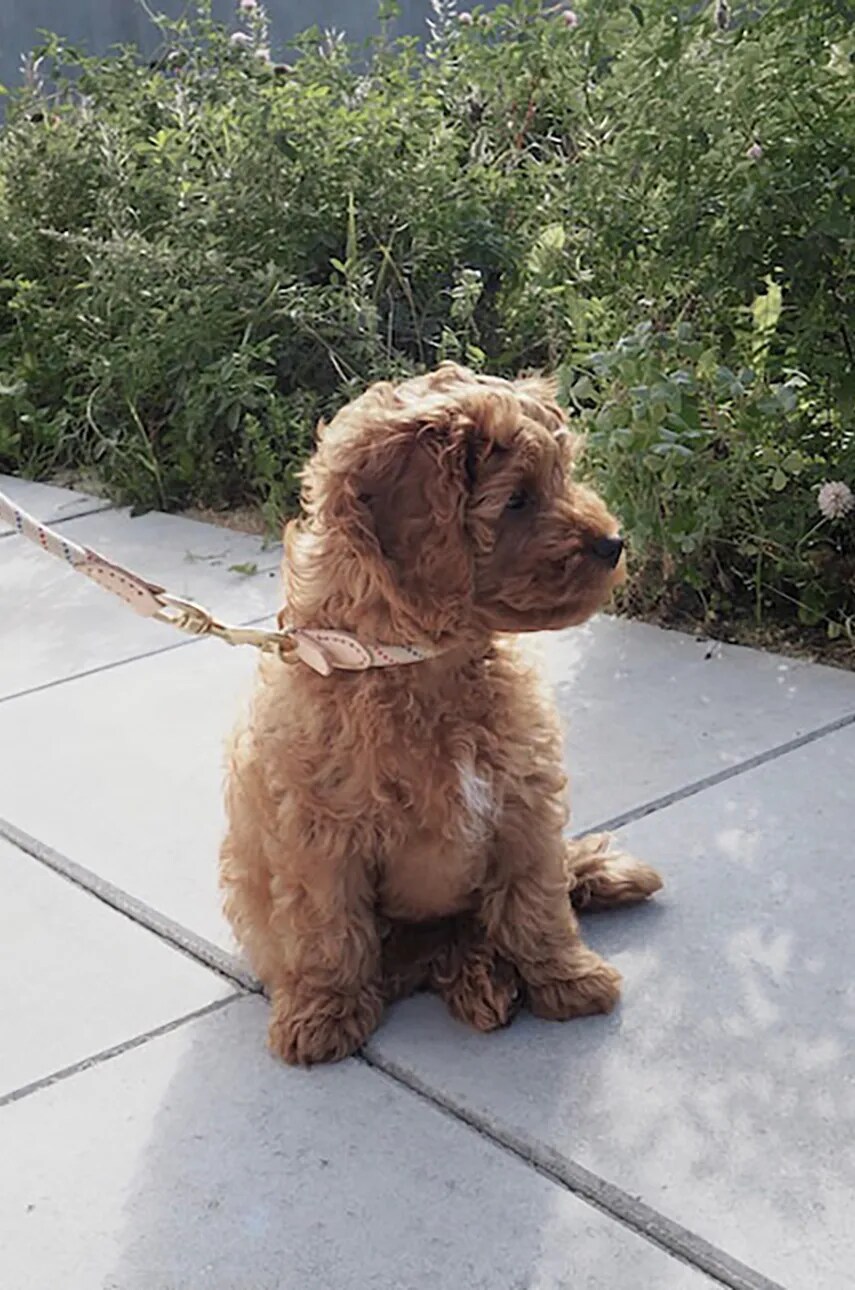 Нашийник для собаки OYOY Perry Dog Collar L