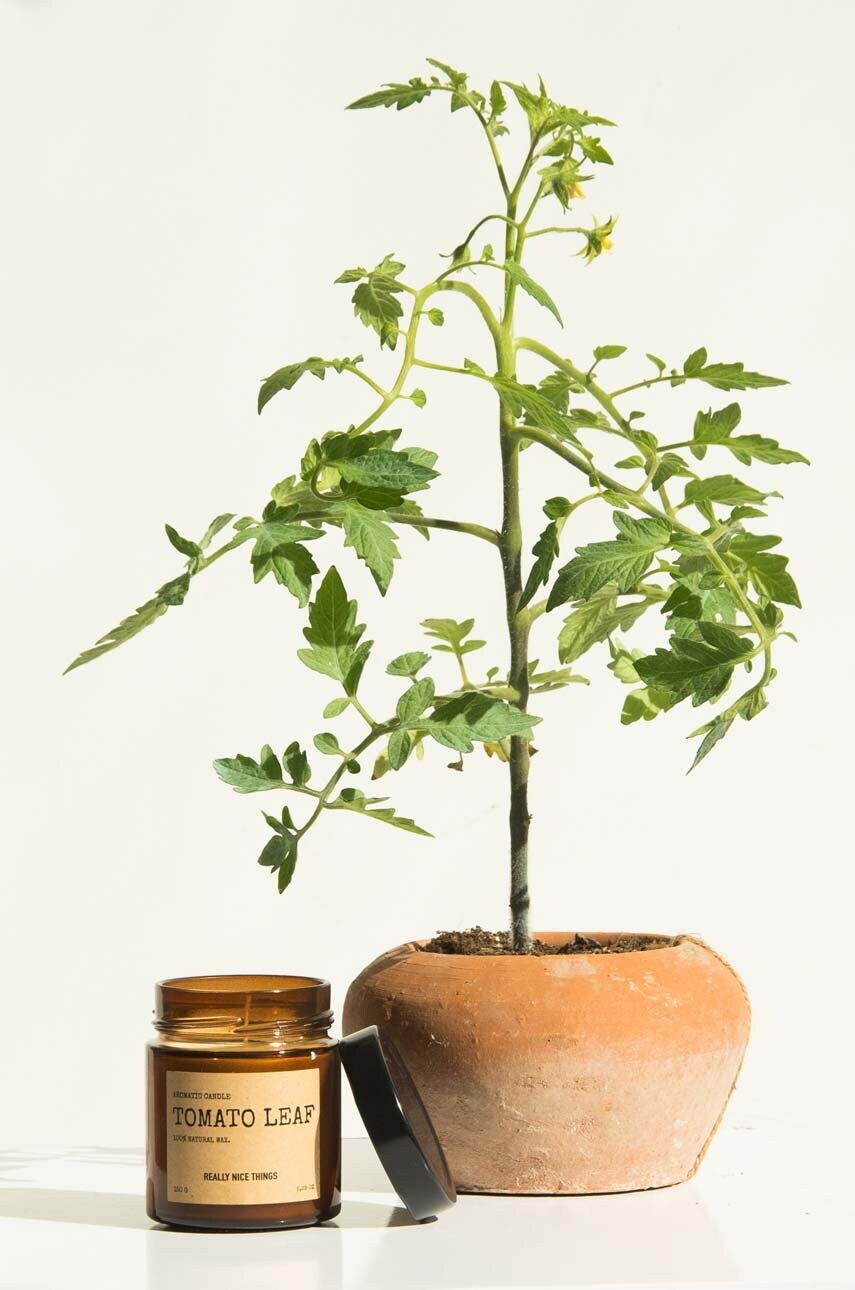 Купити Набір ароматичних свічок Really Nice Things Tomato Leaf & Oregano 2 x 100 g 2 шт. – головне зображення